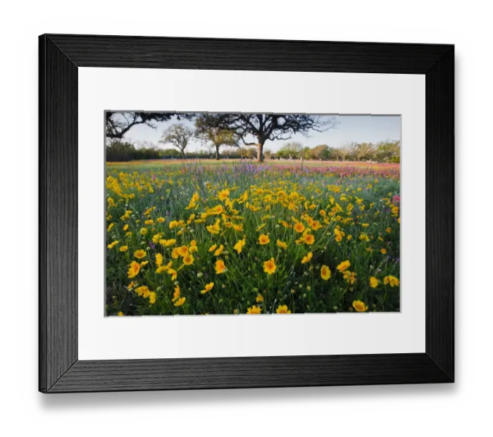 Framed Print : Roadside wildflowers in Texas, spring Framed Print : Roadside wildflowers in Texas, spring