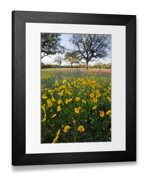 Framed Print : Roadside wildflowers in Texas, spring