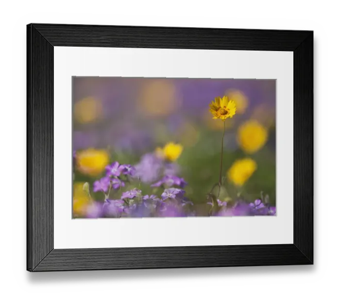 Framed Print : Roadside wildflowers in Texas, spring Framed Print : Roadside wildflowers in Texas, spring