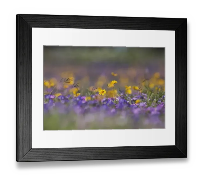 Framed Print : Roadside wildflowers in Texas, spring Framed Print : Roadside wildflowers in Texas, spring