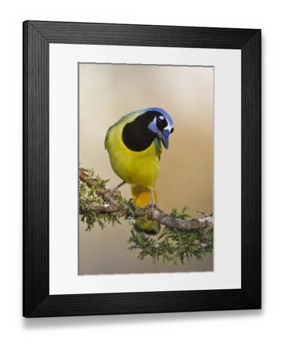 Framed Print : Green Jay (Cyanocorax yncas) adult Framed Print : Green Jay (Cyanocorax yncas) adult