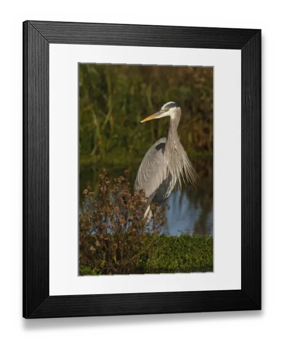 Framed Print : Great Blue Heron (Ardea herodias) wading in shallow wetland Framed Print : Great Blue Heron (Ardea herodias) wading in shallow wetland