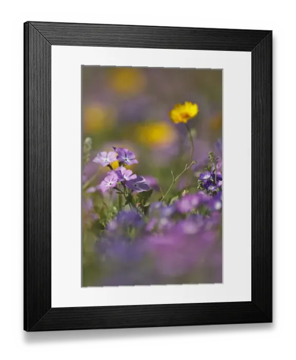 Framed Print : Roadside wildflowers in Texas, spring Framed Print : Roadside wildflowers in Texas, spring