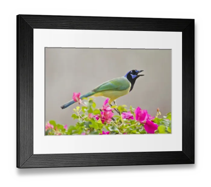Framed Print : Green Jay (Cyanocorax yncas) adult perched in bugainvilla flowers
