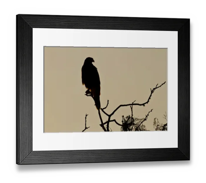 Framed Print : Harriss Hawk (Parabuteo unicinctus) perched raptor Framed Print : Harriss Hawk (Parabuteo unicinctus) perched raptor