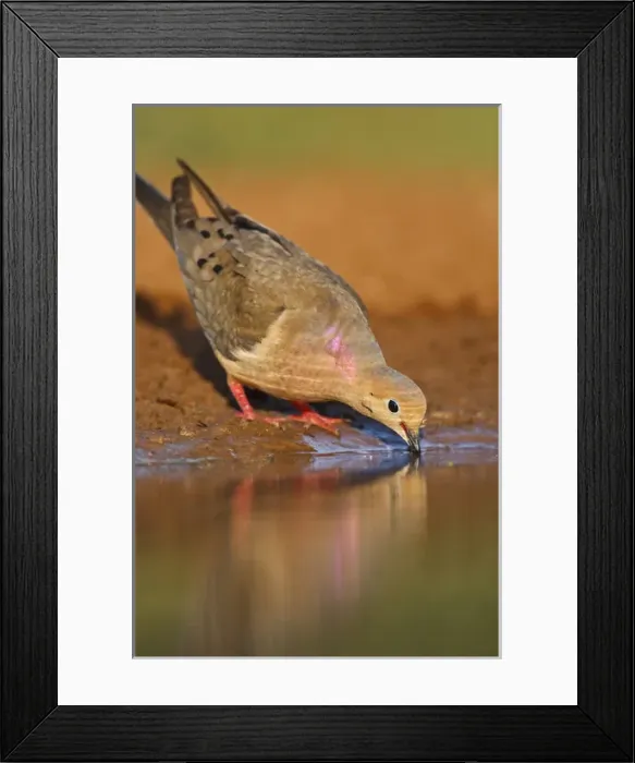 Framed Print : Mourning Dove (Zenaida macroura) adult drinking