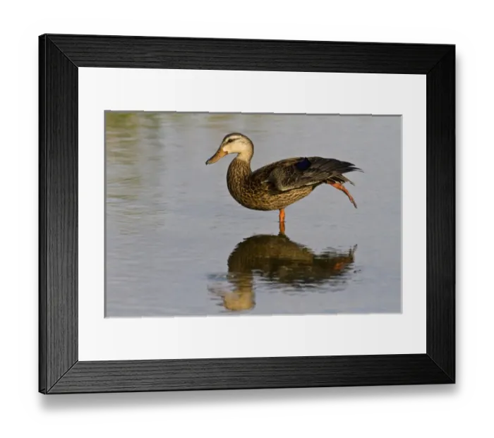 Framed Print : Mottled Duck (Anas fulvigula) female resting in shallow marsh Framed Print : Mottled Duck (Anas fulvigula) female resting in shallow marsh