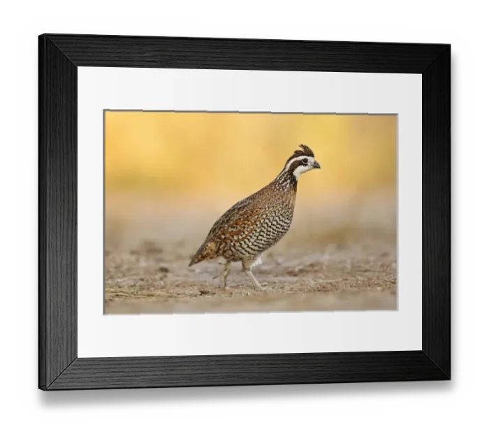 Framed Print : Northern Bobwhite (Colinus virginianus) quail, male walking Framed Print : Northern Bobwhite (Colinus virginianus) quail, male walking