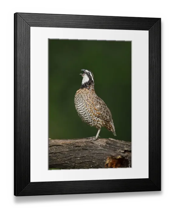 Framed Print : Northern Bobwhite (Colinus virginianus) quail calling Framed Print : Northern Bobwhite (Colinus virginianus) quail calling