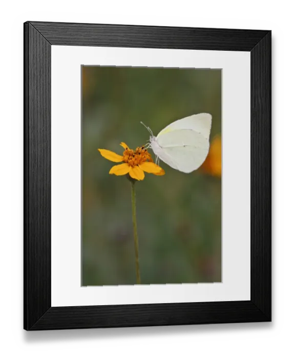 Framed Print : Lyside Sulphur (Kricogonia lyside) nectaring on a daisy Framed Print : Lyside Sulphur (Kricogonia lyside) nectaring on a daisy