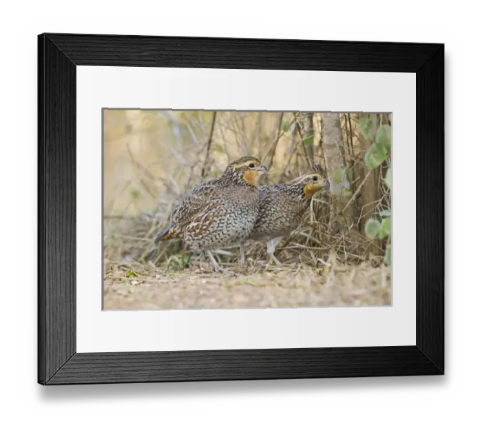 Framed Print : Northern Bobwhite (Colinus virginianus) quail emerging from cover
