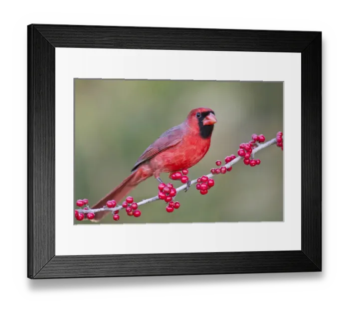 Framed Print : Northern Cardinal (Cardinalis cardinalis) adult male perched on branch Framed Print : Northern Cardinal (Cardinalis cardinalis) adult male perched on branch