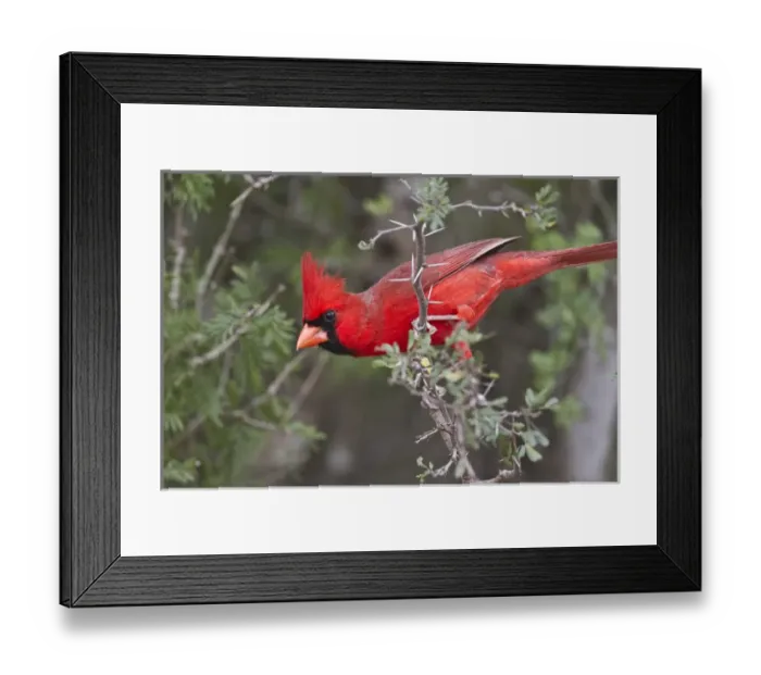 Framed Print : Northern Cardinal, Cardinalis cardinalis, adult male perched in brushy cover Framed Print : Northern Cardinal, Cardinalis cardinalis, adult male perched in brushy cover