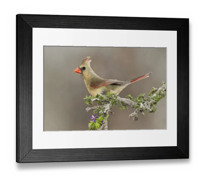Framed Print : Northern Cardinal (Cardinalis cardinalis) female perched on branch