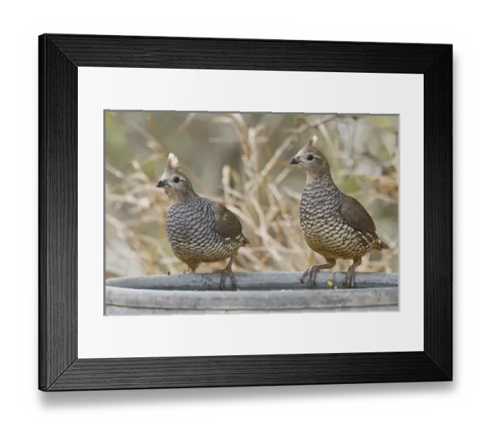 Framed Print : Scaled Quail (Callipepla squamata) pair perched on water pan