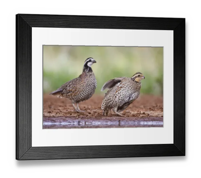 Framed Print : Northern Bobwhite (Colinus virginianus) quail babies at pond for drink