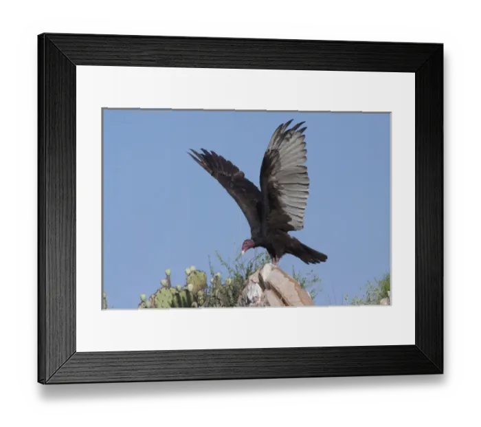 Framed Print : Turkey Vulture (Cathartes Aura) spreading wings to warm Framed Print : Turkey Vulture (Cathartes Aura) spreading wings to warm