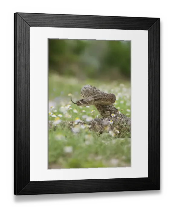 Framed Print : Western Diamondback Rattlesnake (Crotalus atrox) coiled to strike Framed Print : Western Diamondback Rattlesnake (Crotalus atrox) coiled to strike