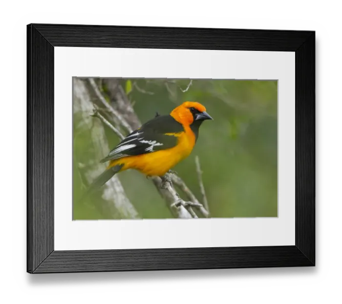 Framed Print : Altamira Oriole (Icterus gularis) adult in habitat on the Rio Grande, south Texas Framed Print : Altamira Oriole (Icterus gularis) adult in habitat on the Rio Grande, south Texas