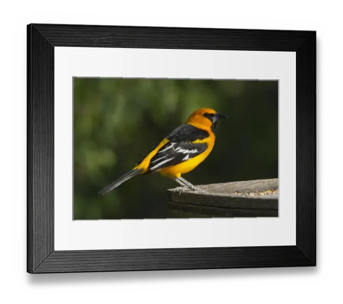 Framed Print : Altamira Oriole (Icterus gularis) adult at feeder on the Rio Grande, south Texas Framed Print : Altamira Oriole (Icterus gularis) adult at feeder on the Rio Grande, south Texas