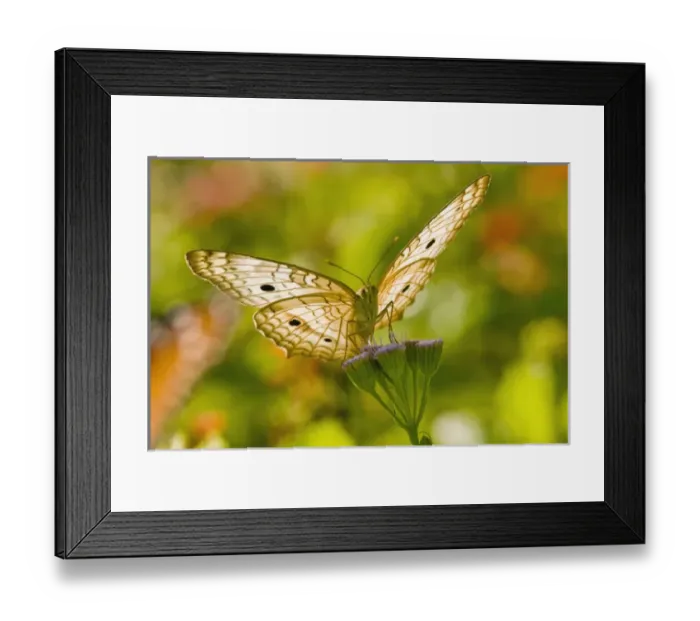 Framed Print : White Peacock (Anartia jatrophae) butterfly feeding at mist flower Framed Print : White Peacock (Anartia jatrophae) butterfly feeding at mist flower