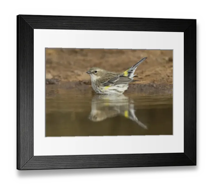 Framed Print : Yellow-rumped Warbler (Dendroica coronata) bathing in pond, winter Framed Print : Yellow-rumped Warbler (Dendroica coronata) bathing in pond, winter