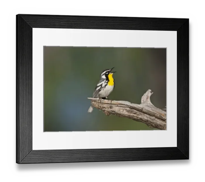 Framed Print : Yellow-throated Warbler (Dendroica dominica) adult male singing on breeding territory