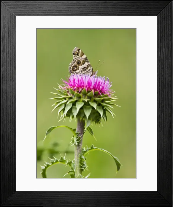 Framed Print : American Lady (Vanessa virginiensis) feeding at blooms on bull thistle, spring Framed Print : American Lady (Vanessa virginiensis) feeding at blooms on bull thistle, spring