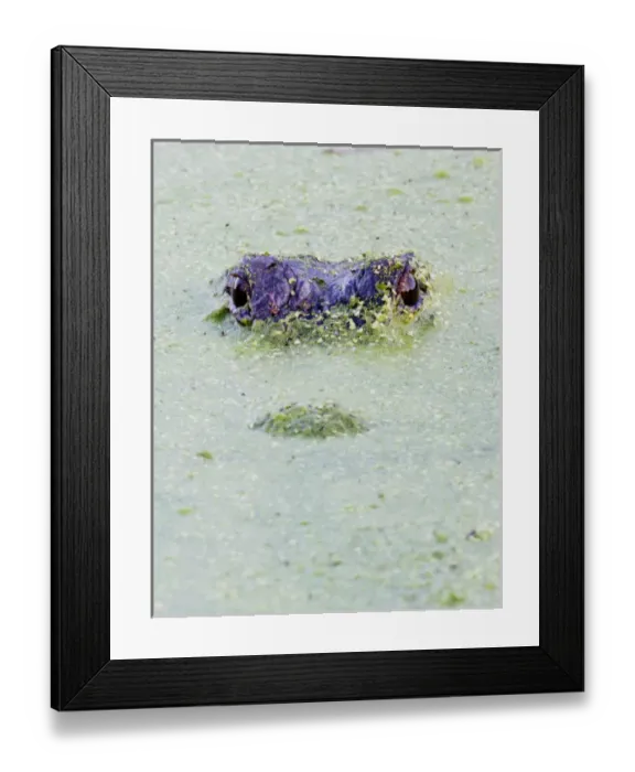 Framed Print : American alligator, Alligator mississipiensis, floating in duckweed, Brazos Bend State Park Framed Print : American alligator, Alligator mississipiensis, floating in duckweed, Brazos Bend State Park