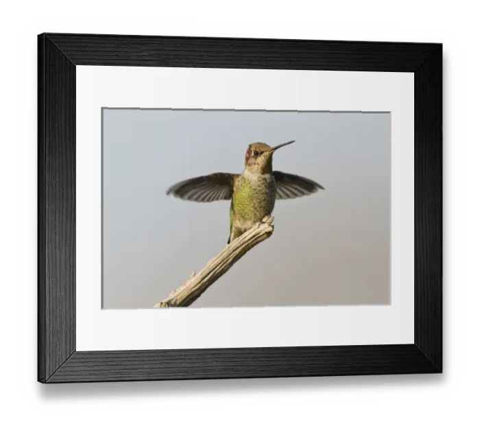 Framed Print : Annas Hummingbird (Calypte anna) young male landing, autumn Framed Print : Annas Hummingbird (Calypte anna) young male landing, autumn