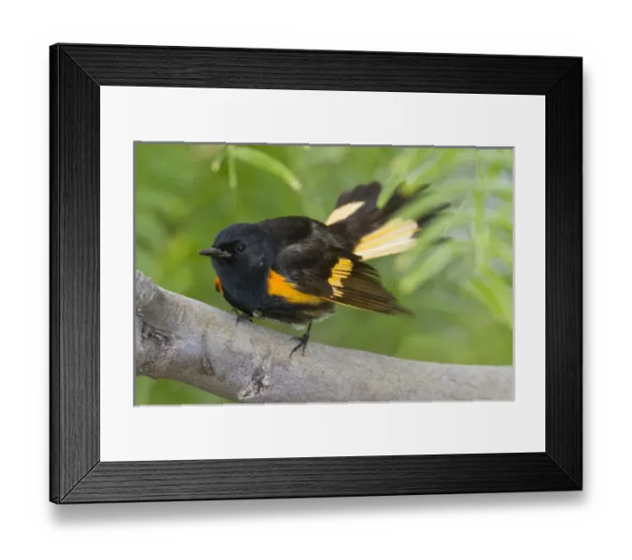 Framed Print : American Redstart (Setophaga ruticilla) foraging in woodlot, spring Framed Print : American Redstart (Setophaga ruticilla) foraging in woodlot, spring