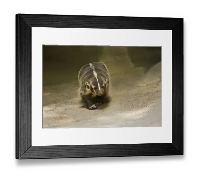 Framed Print : Badger (Taxidea taxus) prowling for prey, Texas Framed Print : Badger (Taxidea taxus) prowling for prey, Texas
