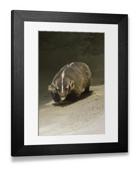 Framed Print : Badger (Taxidea taxus) prowling for prey, Texas