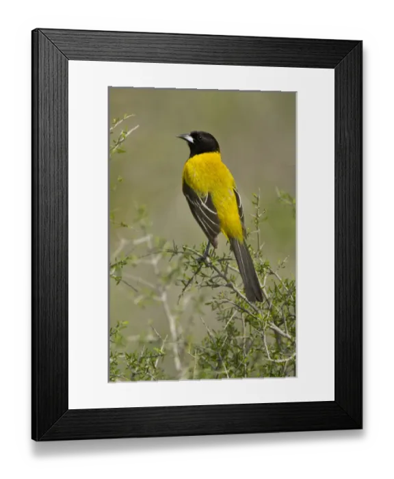 Framed Print : Audubons Oriole (Icterus graduacauda) adult in habitat, s. Texas Framed Print : Audubons Oriole (Icterus graduacauda) adult in habitat, s. Texas