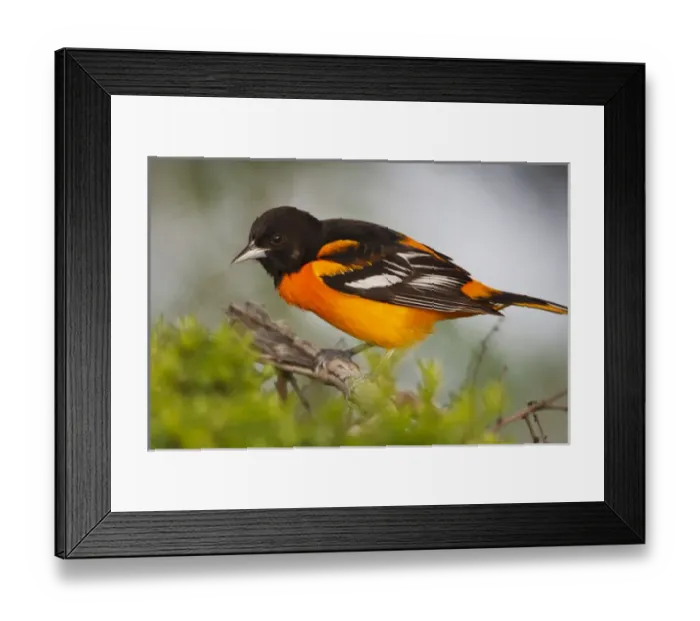 Framed Print : Baltimore Oriole foraging during migration on South Padre Island, Texas Framed Print : Baltimore Oriole foraging during migration on South Padre Island, Texas