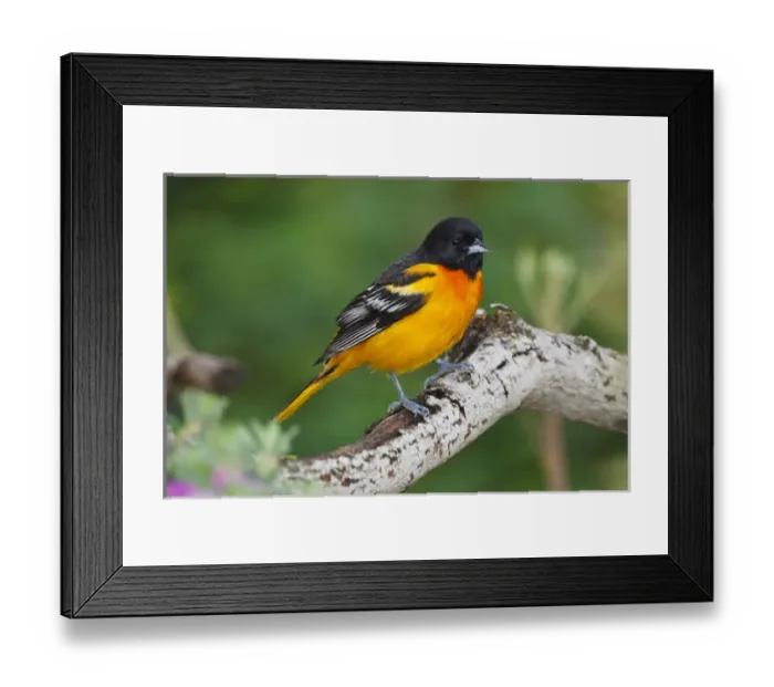 Framed Print : Baltimore Oriole foraging during migration on South Padre Island, Texas Framed Print : Baltimore Oriole foraging during migration on South Padre Island, Texas