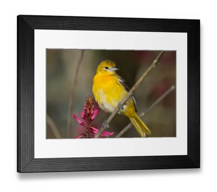 Framed Print : Female Baltimore Oriole (Icterus galbula) adult foraging