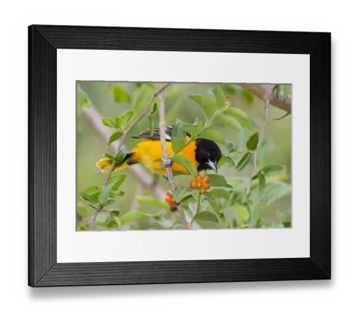 Framed Print : Baltimore Oriole (Icterus galbula) male foraging during migration