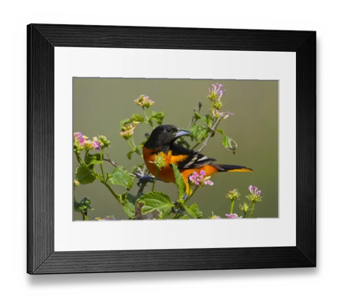 Framed Print : Baltimore Oriole (Icterus galbula) male foraging during migration Framed Print : Baltimore Oriole (Icterus galbula) male foraging during migration