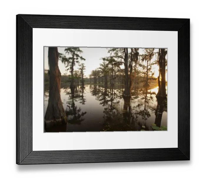 Framed Print : Caddo Lake, Texas at sunrise Framed Print : Caddo Lake, Texas at sunrise