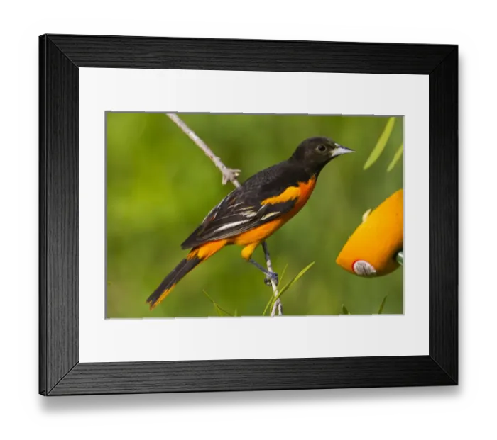 Framed Print : Baltimore Oriole (Icterus galbula) male foraging during migration Framed Print : Baltimore Oriole (Icterus galbula) male foraging during migration