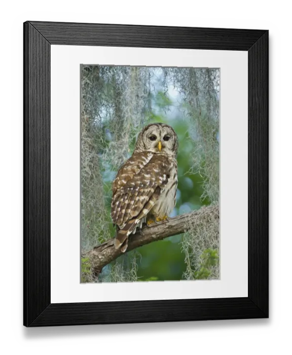 Framed Print : Barred Owl (Strix varia) in bald cypress forest on Caddo Lake, Texas Framed Print : Barred Owl (Strix varia) in bald cypress forest on Caddo Lake, Texas