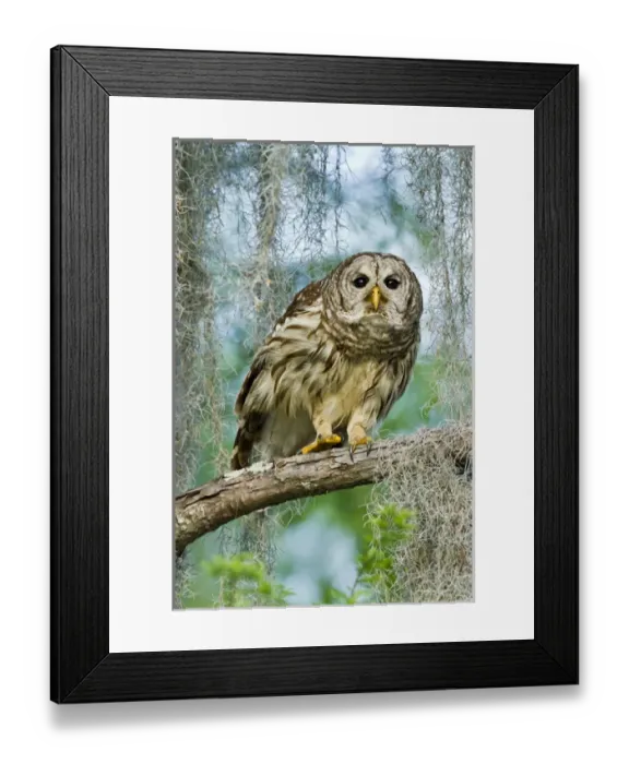 Framed Print : Barred Owl (Strix varia) in bald cypress forest on Caddo Lake, Texas