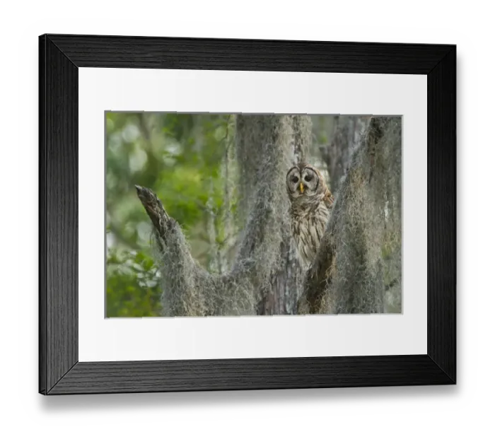 Framed Print : Barred Owl (Strix varia) in bald cypress forest on Caddo Lake, Texas Framed Print : Barred Owl (Strix varia) in bald cypress forest on Caddo Lake, Texas