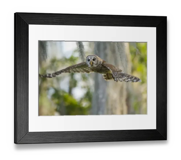 Framed Print : Barred Owl (Strix varia) in bald cypress forest on Caddo Lake, Texas