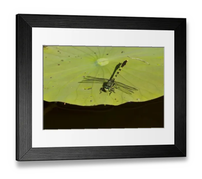 Framed Print : Bayon Clubtail dragonfly (Arigomphus maxwelli) resting on water lily pad in Caddo Lake Framed Print : Bayon Clubtail dragonfly (Arigomphus maxwelli) resting on water lily pad in Caddo Lake
