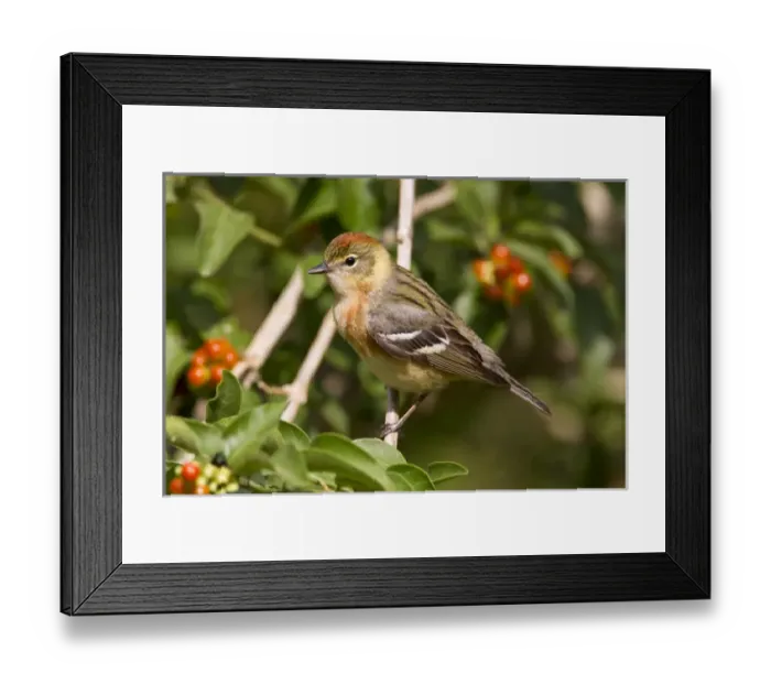 Framed Print : Bay-breasted Warbler (Dendroica castanea) female foraging in fiddlewood, spring migration