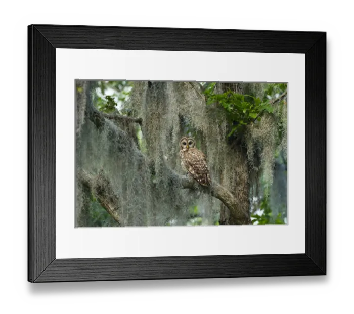 Framed Print : Barred Owl (Strix varia) in bald cypress forest on Caddo Lake, Texas Framed Print : Barred Owl (Strix varia) in bald cypress forest on Caddo Lake, Texas