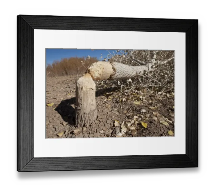 Framed Print : Cottonwood tree cutting by beavers, New Mexico Framed Print : Cottonwood tree cutting by beavers, New Mexico