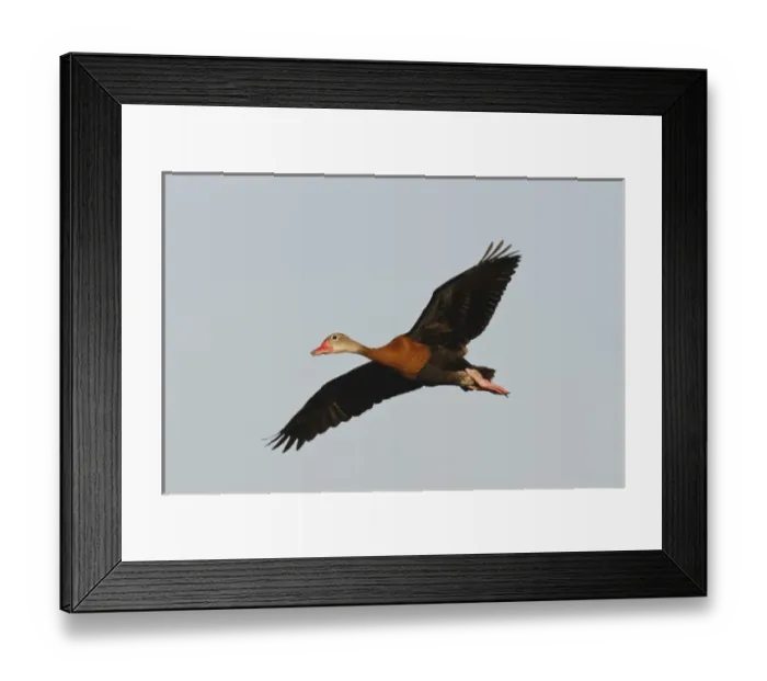 Framed Print : Black-bellied Whistling Duck (Dendrocygna autumnalis) perched in south Texas habitat Framed Print : Black-bellied Whistling Duck (Dendrocygna autumnalis) perched in south Texas habitat